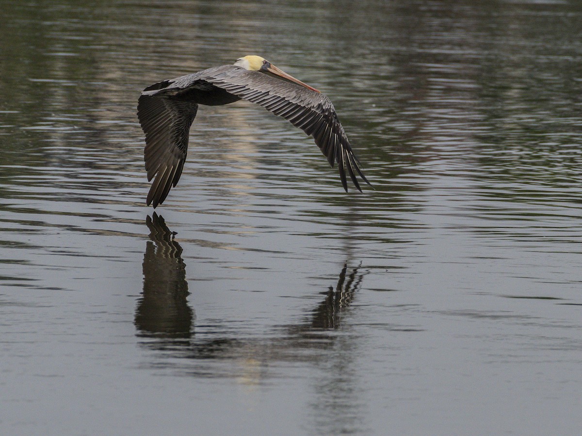 Brown Pelican - ML642640521