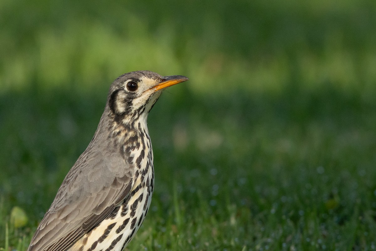 Groundscraper Thrush - ML642640525