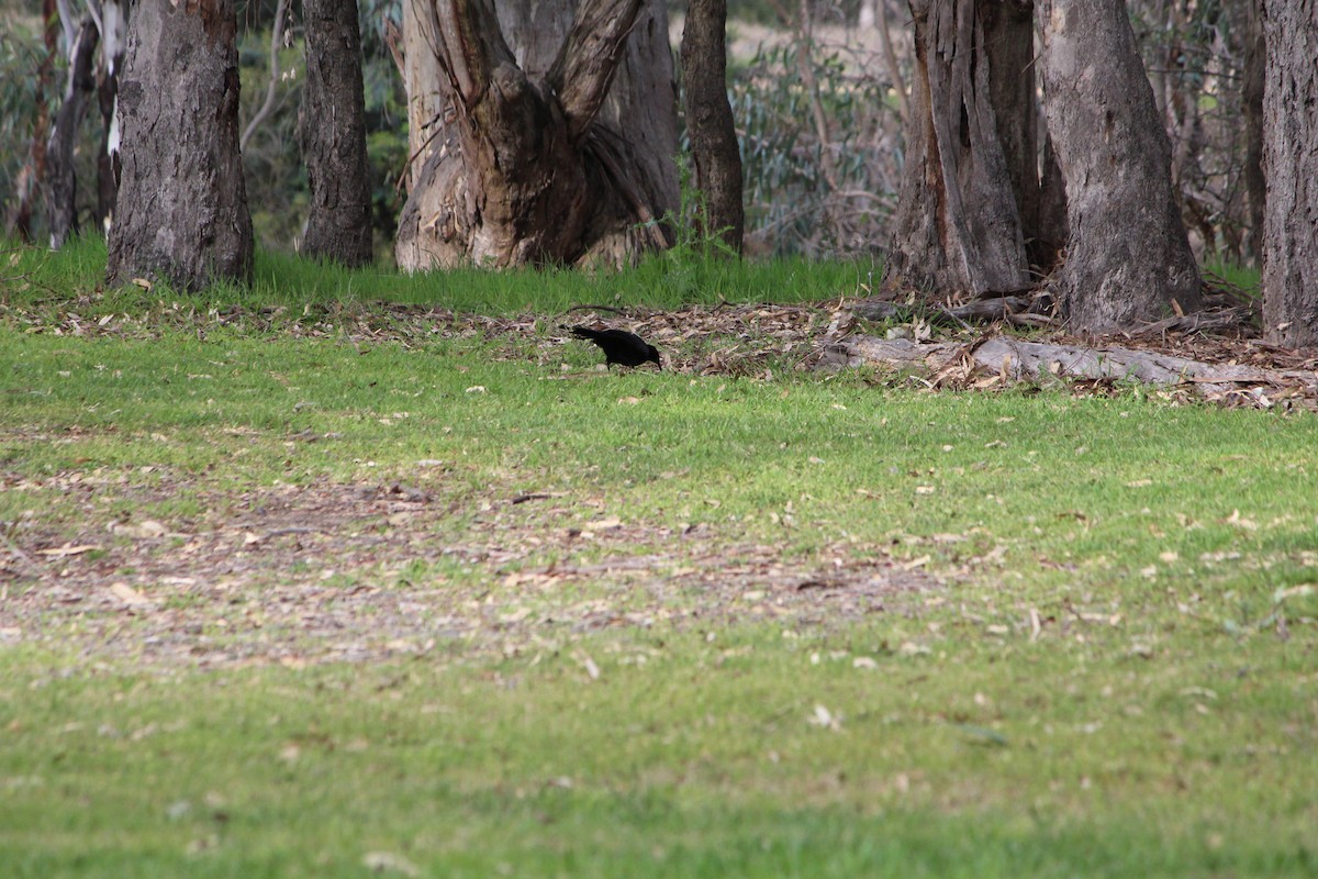White-winged Chough - ML642640530