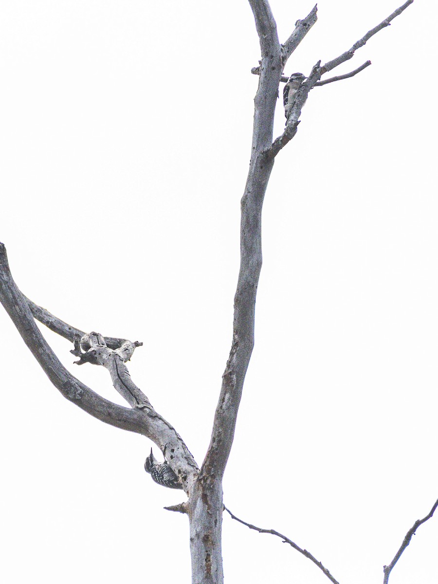 Downy Woodpecker - ML642640534