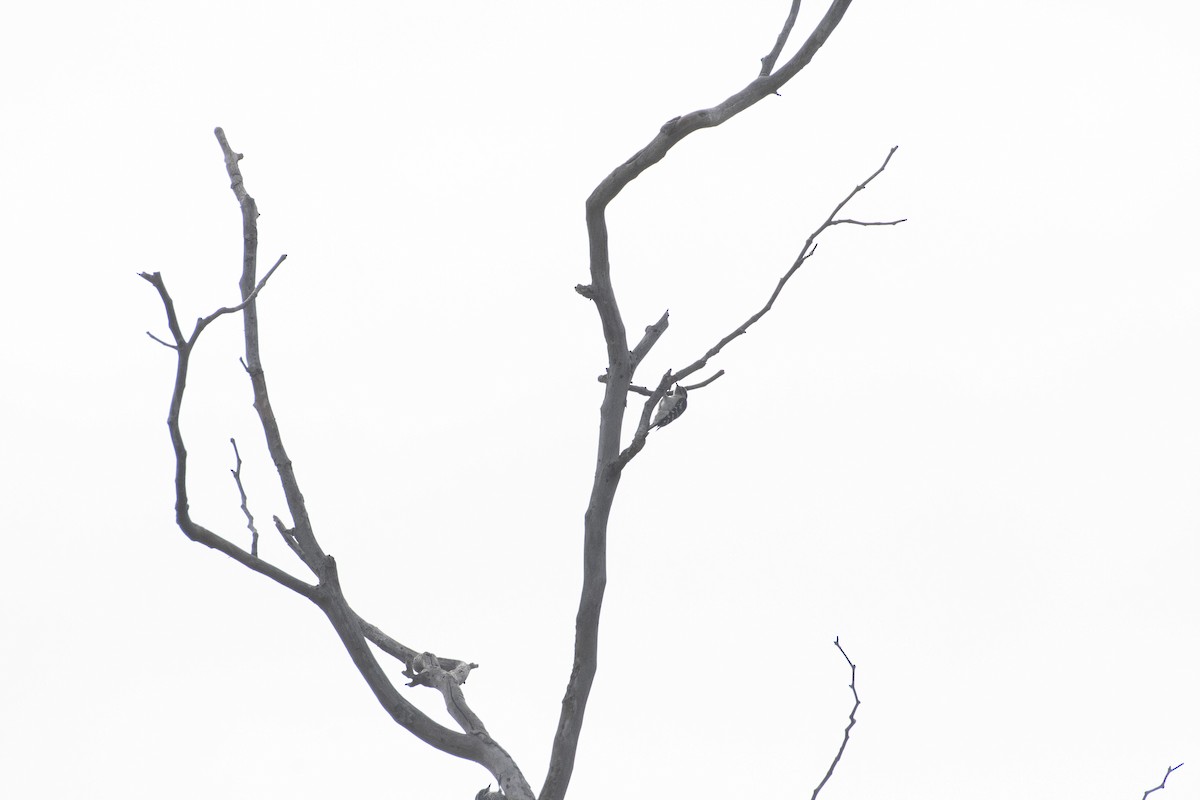 Downy Woodpecker - ML642640535