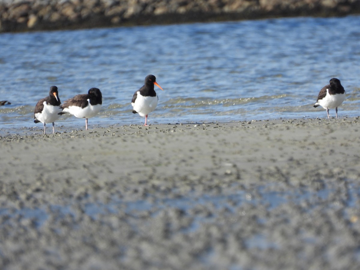 Eurasian Oystercatcher - ML642640536