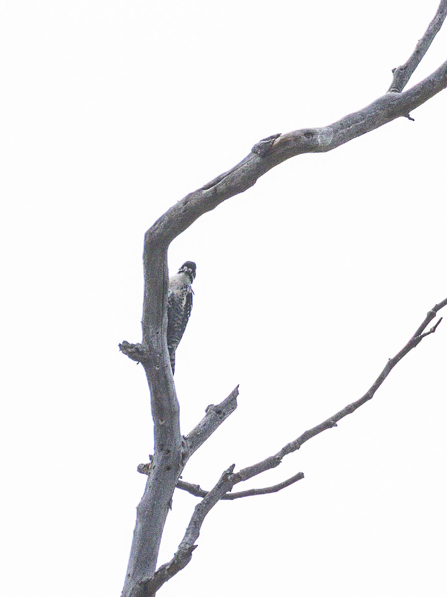 Nuttall's Woodpecker - ML642640539