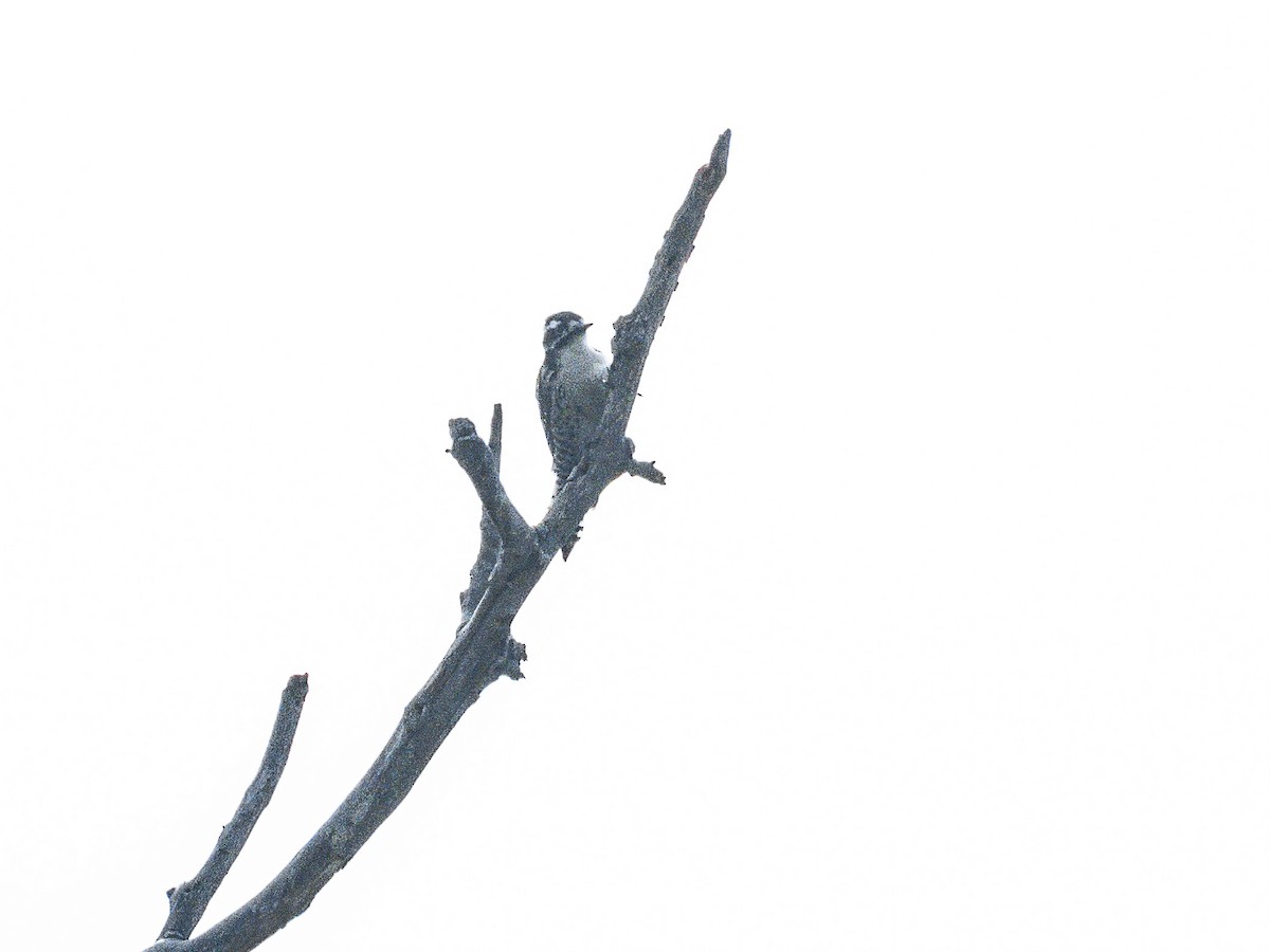 Nuttall's Woodpecker - ML642640540