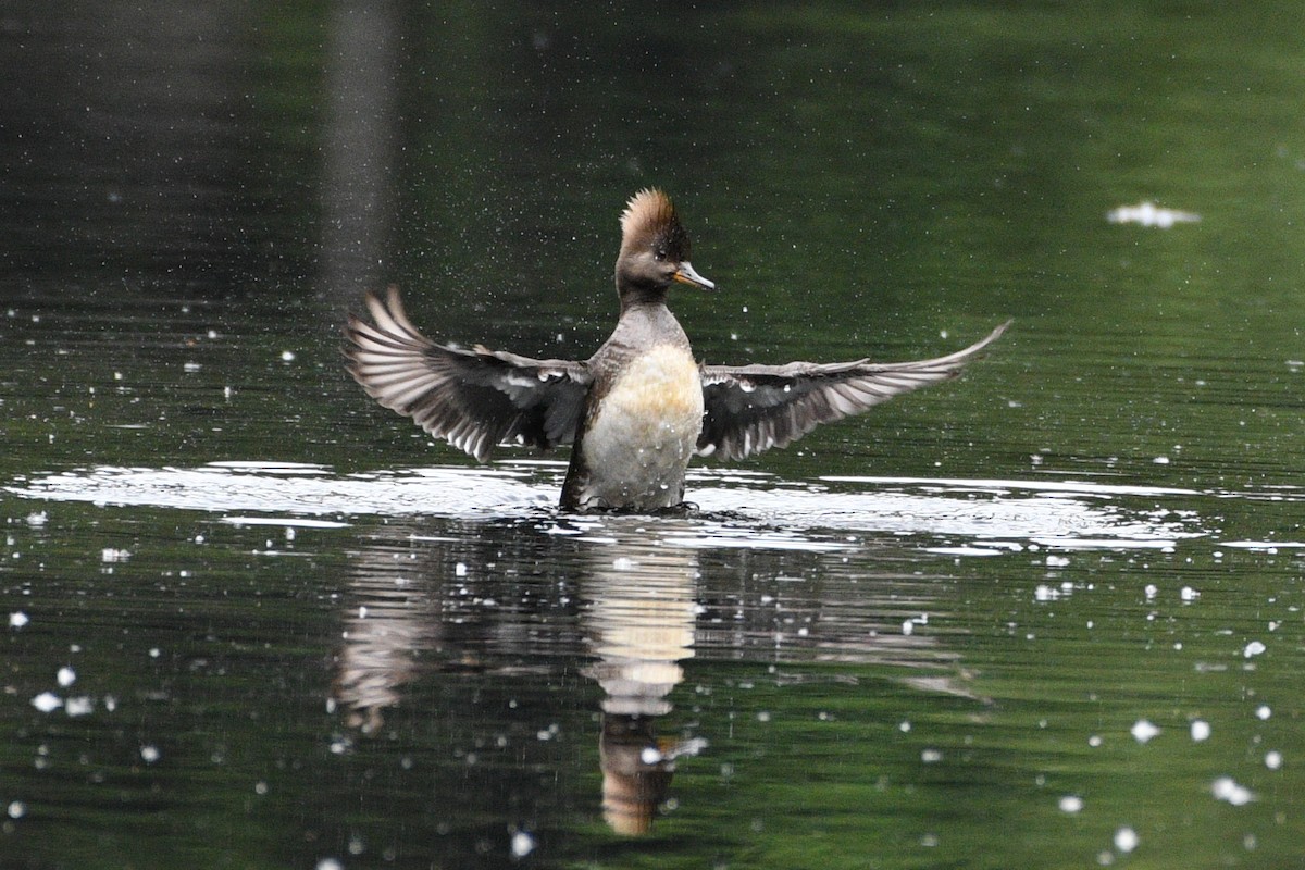 Hooded Merganser - ML642640548