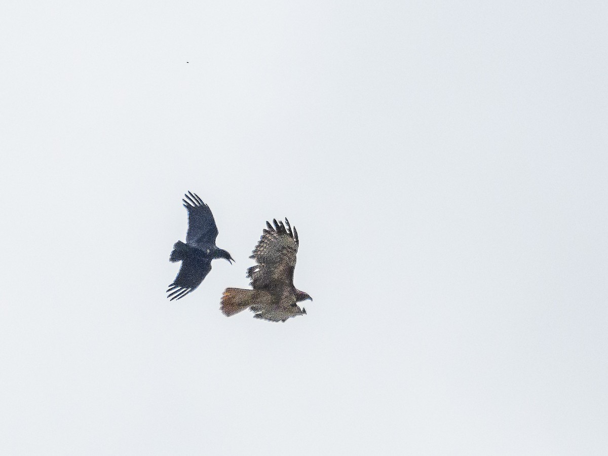 American Crow - ML642640551