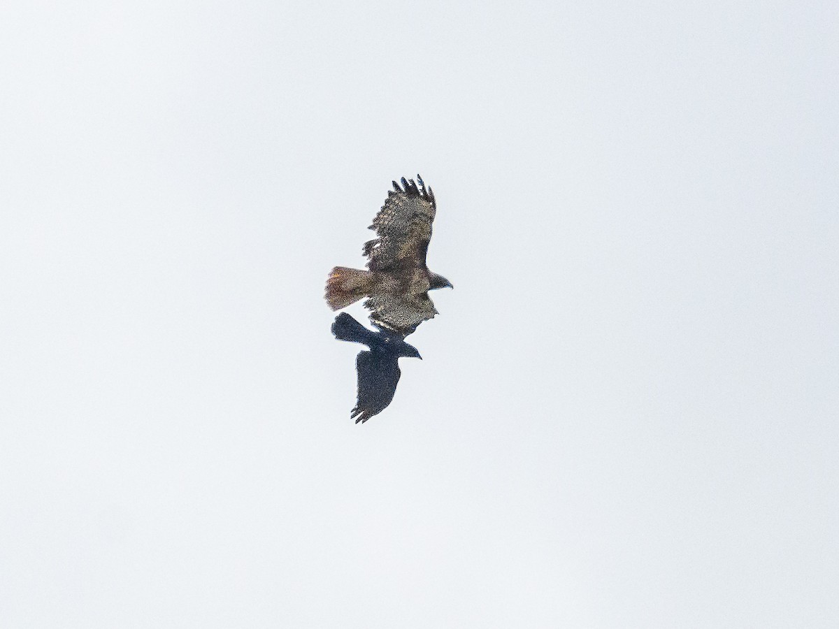 American Crow - ML642640552