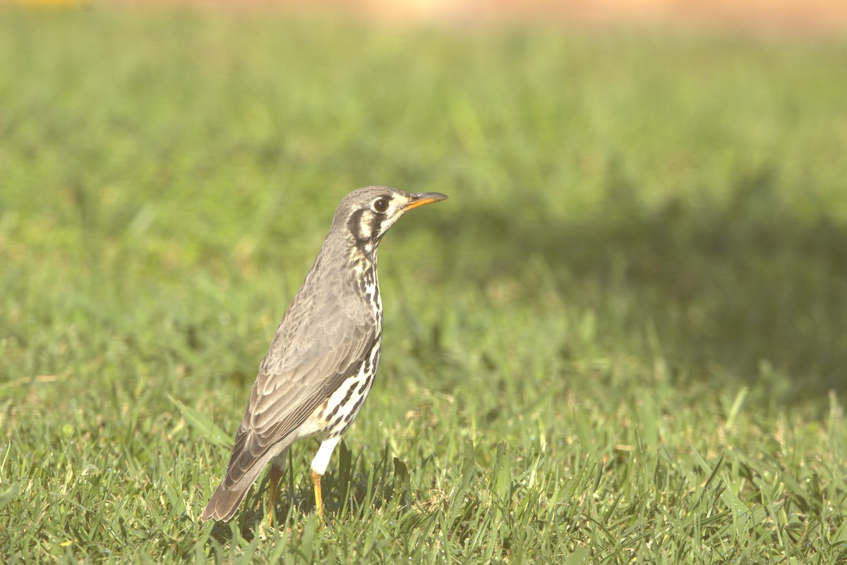 Groundscraper Thrush - ML642640554