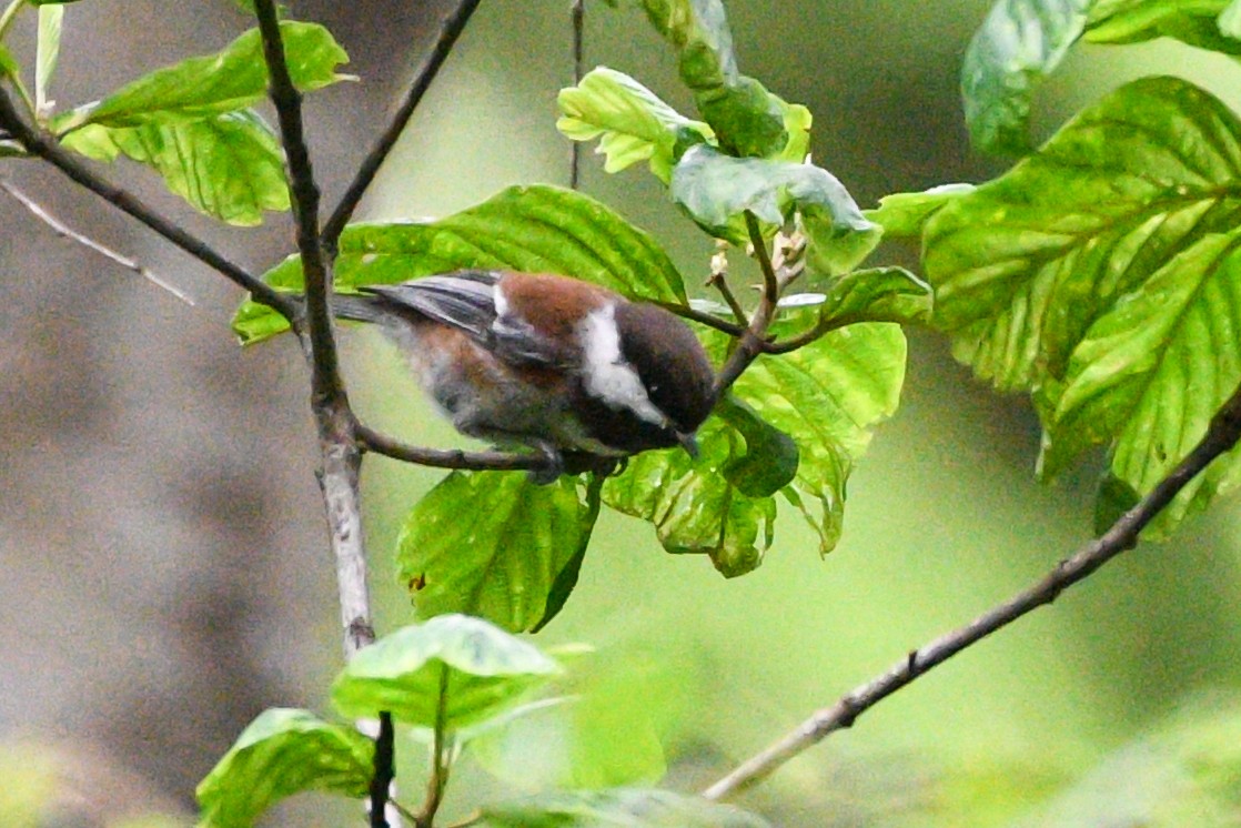 Chestnut-backed Chickadee - ML642640555