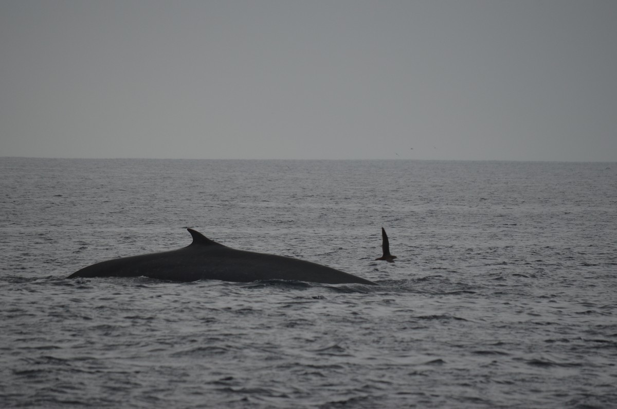 Fin Whale - ML642640560