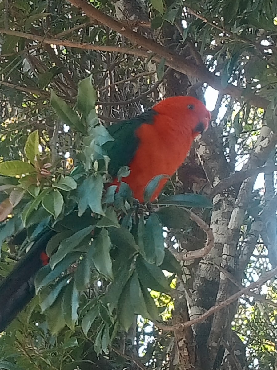 Australian King-Parrot - ML642640588