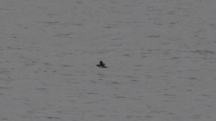 Cassin's Auklet - ML642640594