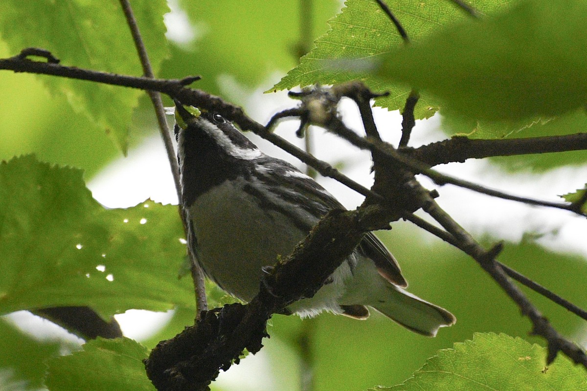 Black-throated Gray Warbler - ML642640602