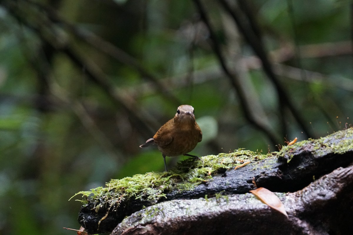 Gray-throated Babbler - ML642640630