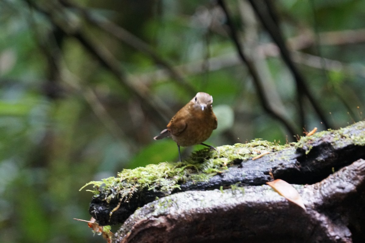 Gray-throated Babbler - ML642640632