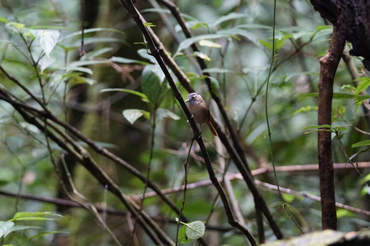 Gray-throated Babbler - ML642640633
