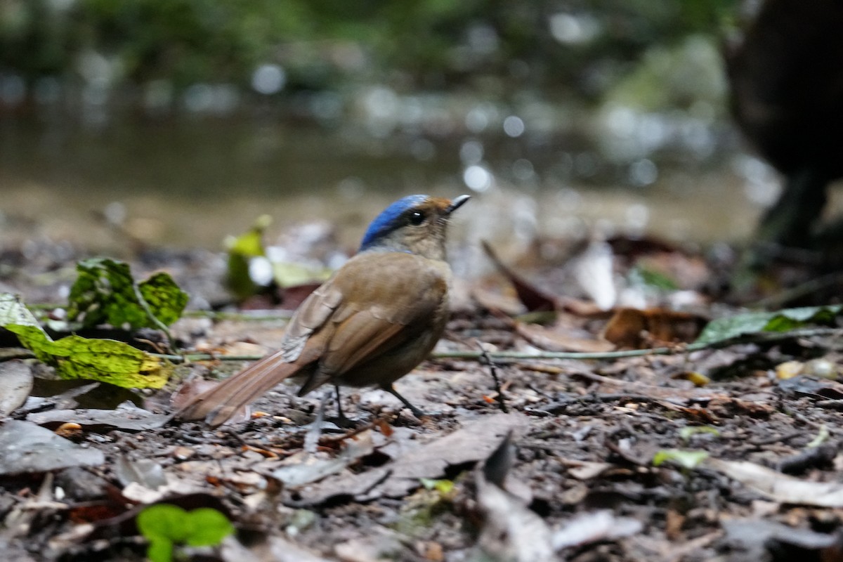 Large Niltava - ML642640636