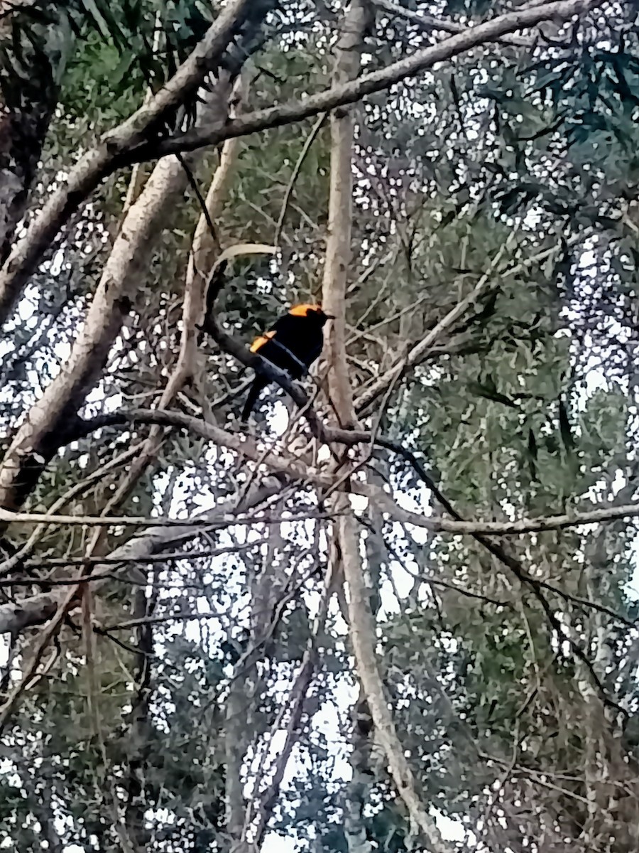 Regent Bowerbird - ML642640658
