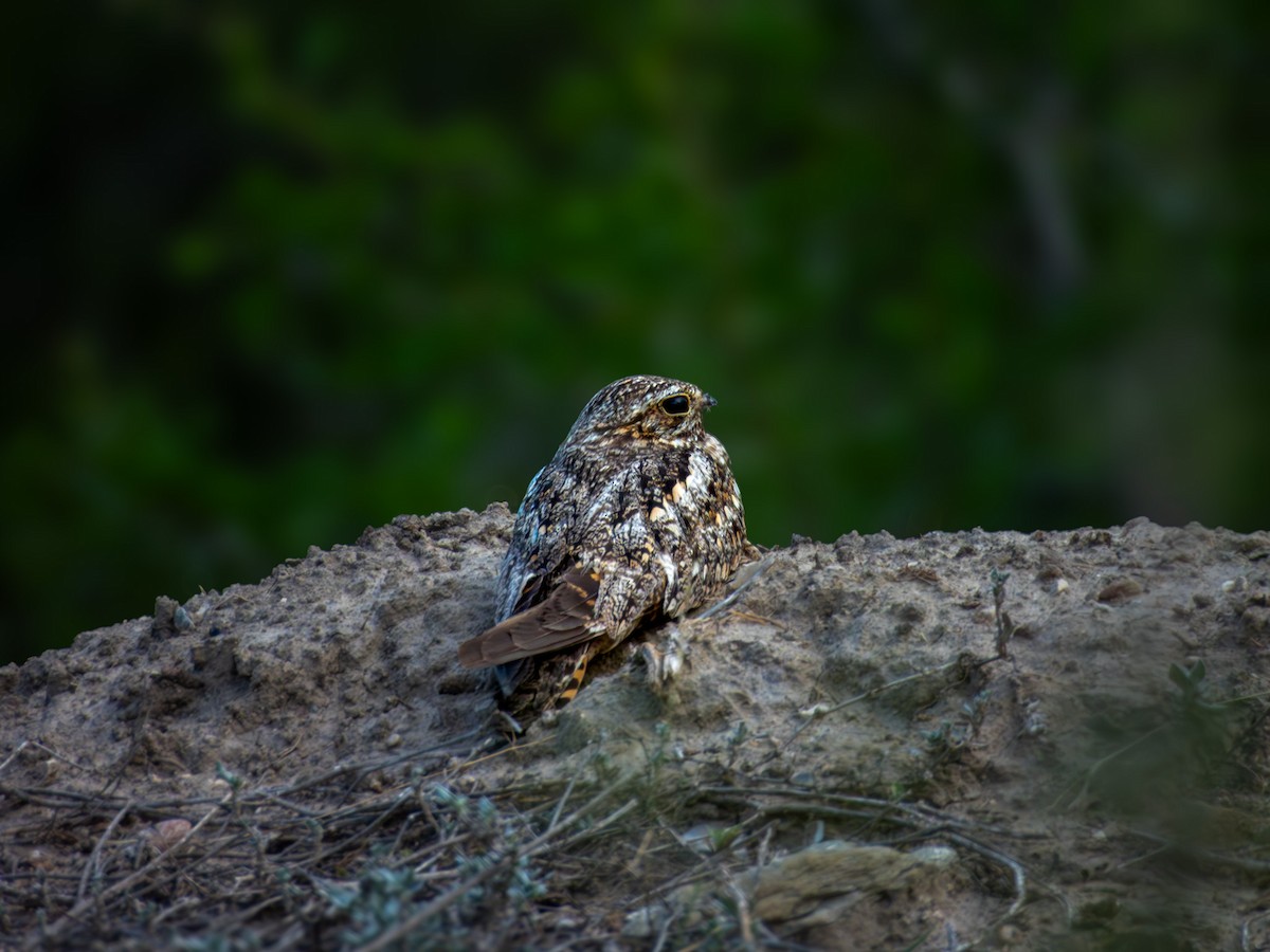 Lesser Nighthawk - ML642640662