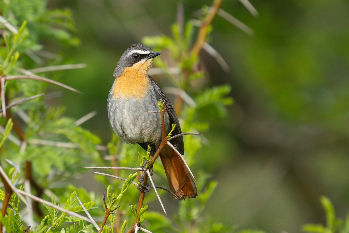Cape Robin-Chat - ML642640663