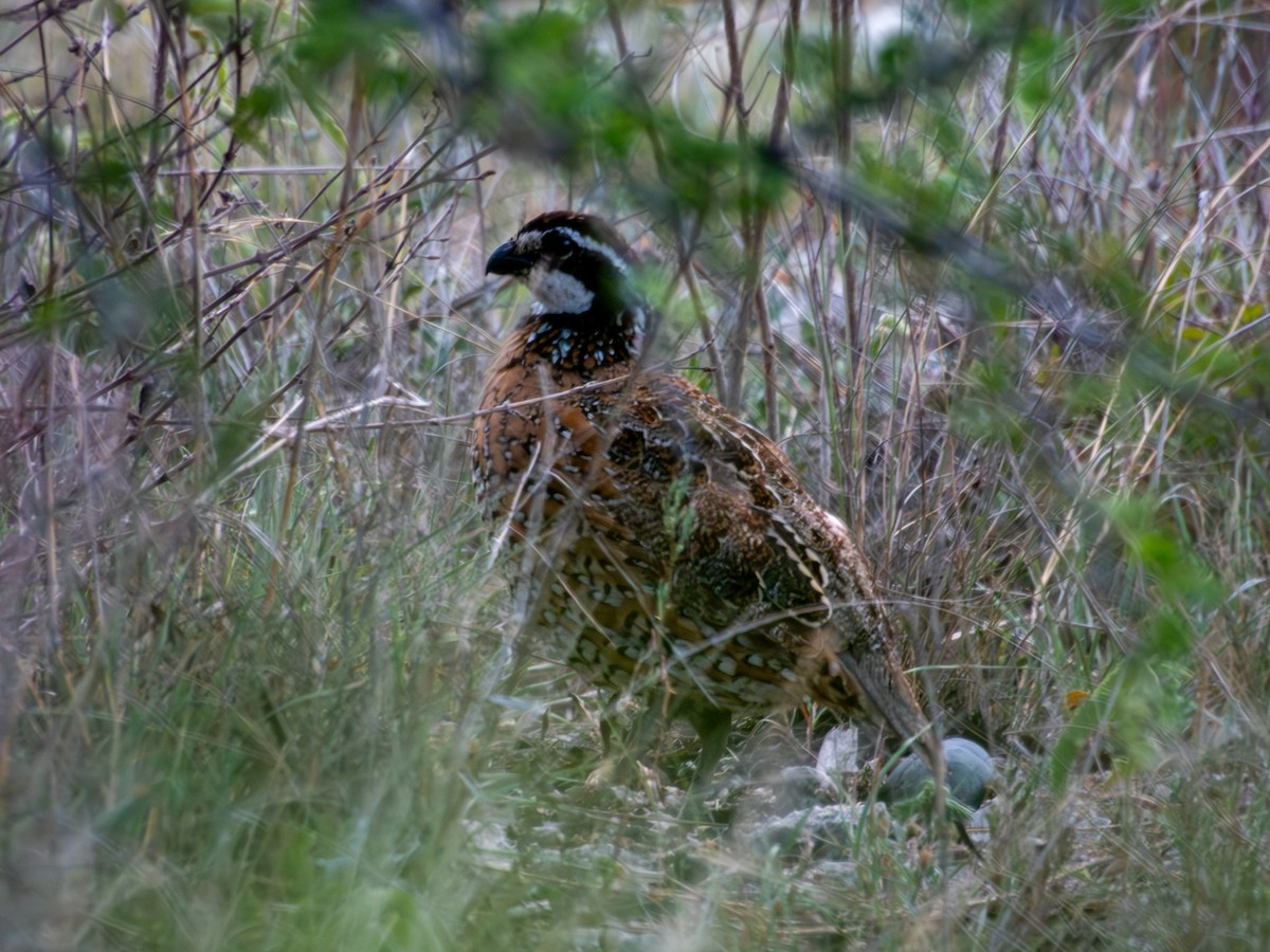 Northern Bobwhite - ML642640664