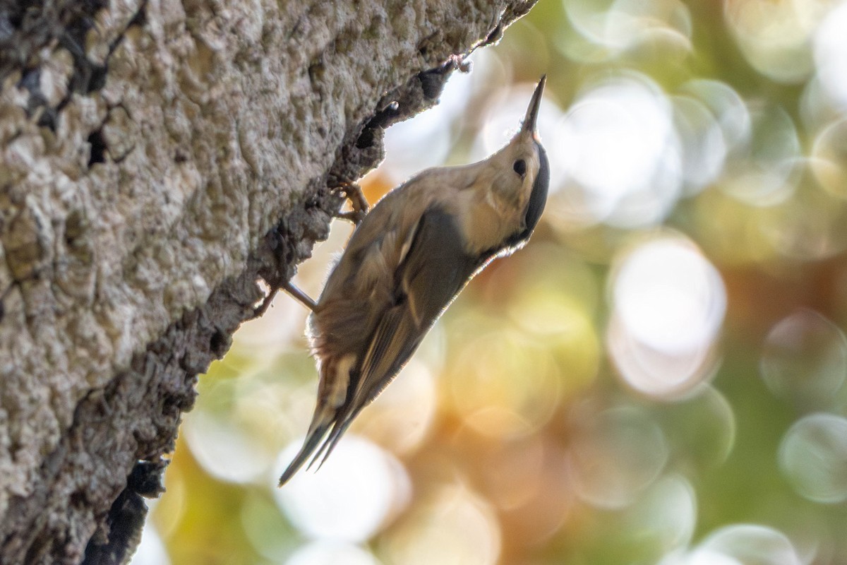White-breasted Nuthatch - ML642640698