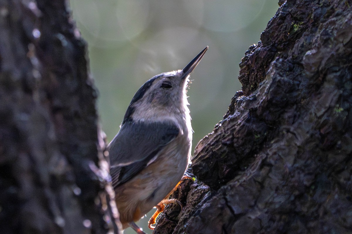 White-breasted Nuthatch - ML642640699