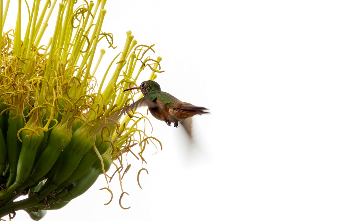 Buff-bellied Hummingbird - ML642640719
