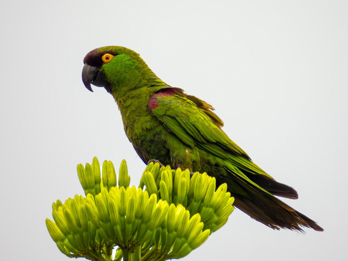 Maroon-fronted Parrot - ML642640724