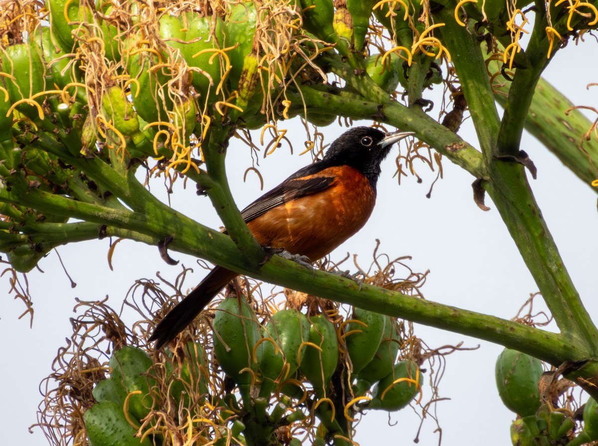 Orchard Oriole - ML642640733