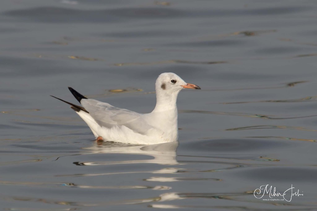 Black-headed/Brown-headed Gull - ML642640743