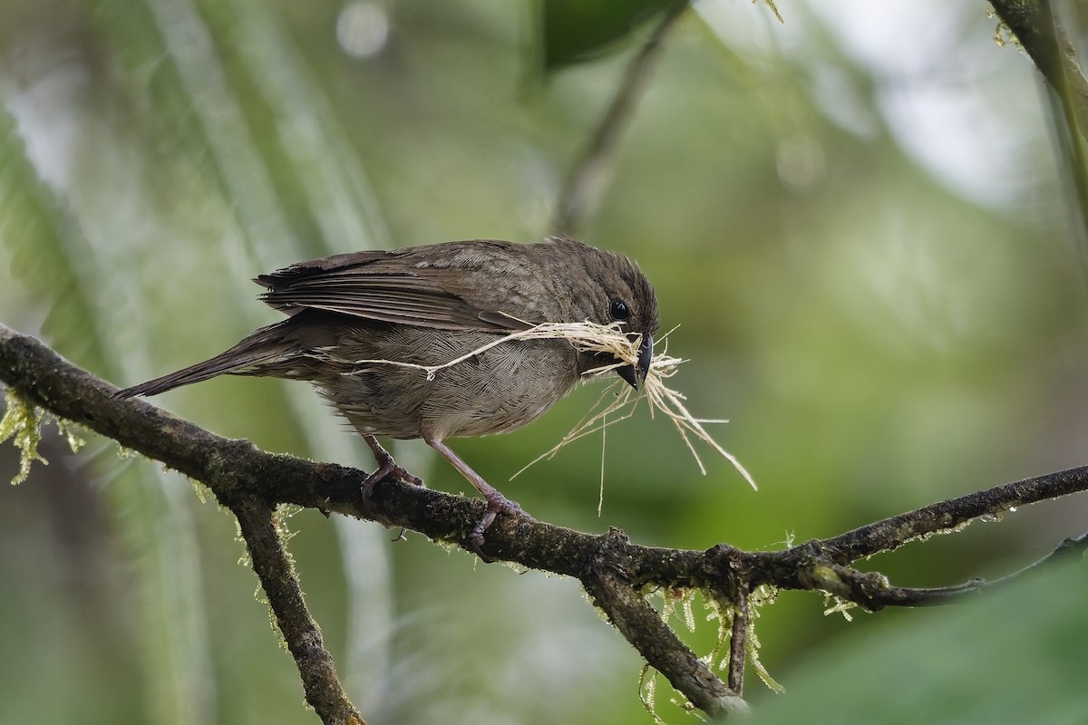 Yellow-faced Grassquit - ML642640745