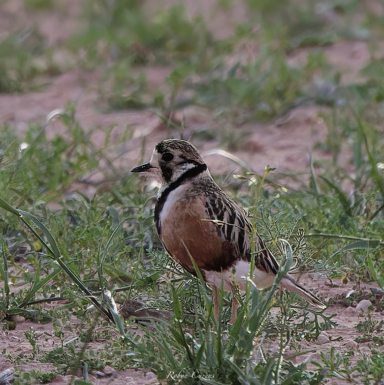 Inland Dotterel - ML642640748