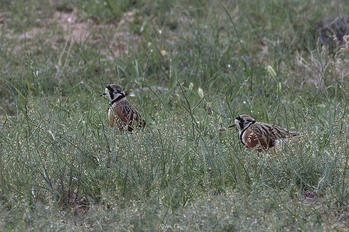 Inland Dotterel - ML642640752