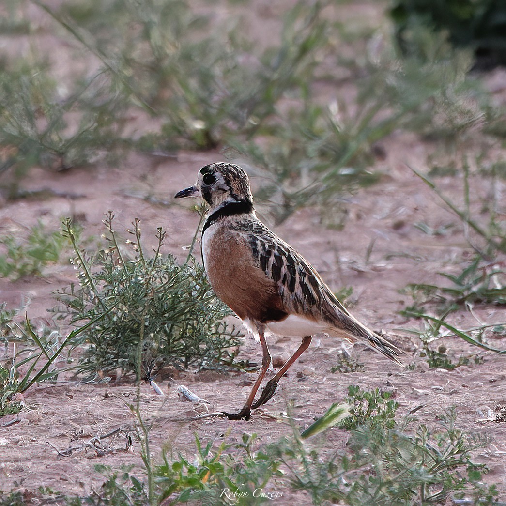 Inland Dotterel - ML642640753