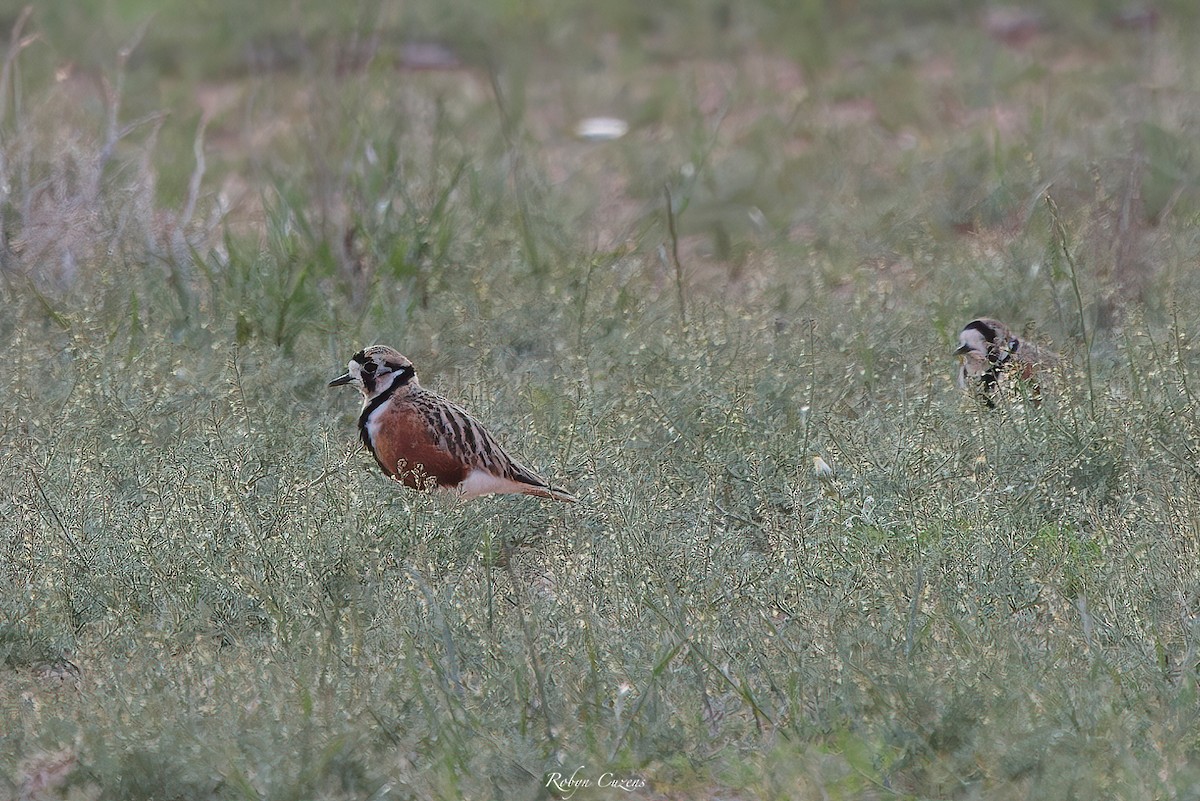 Inland Dotterel - ML642640754