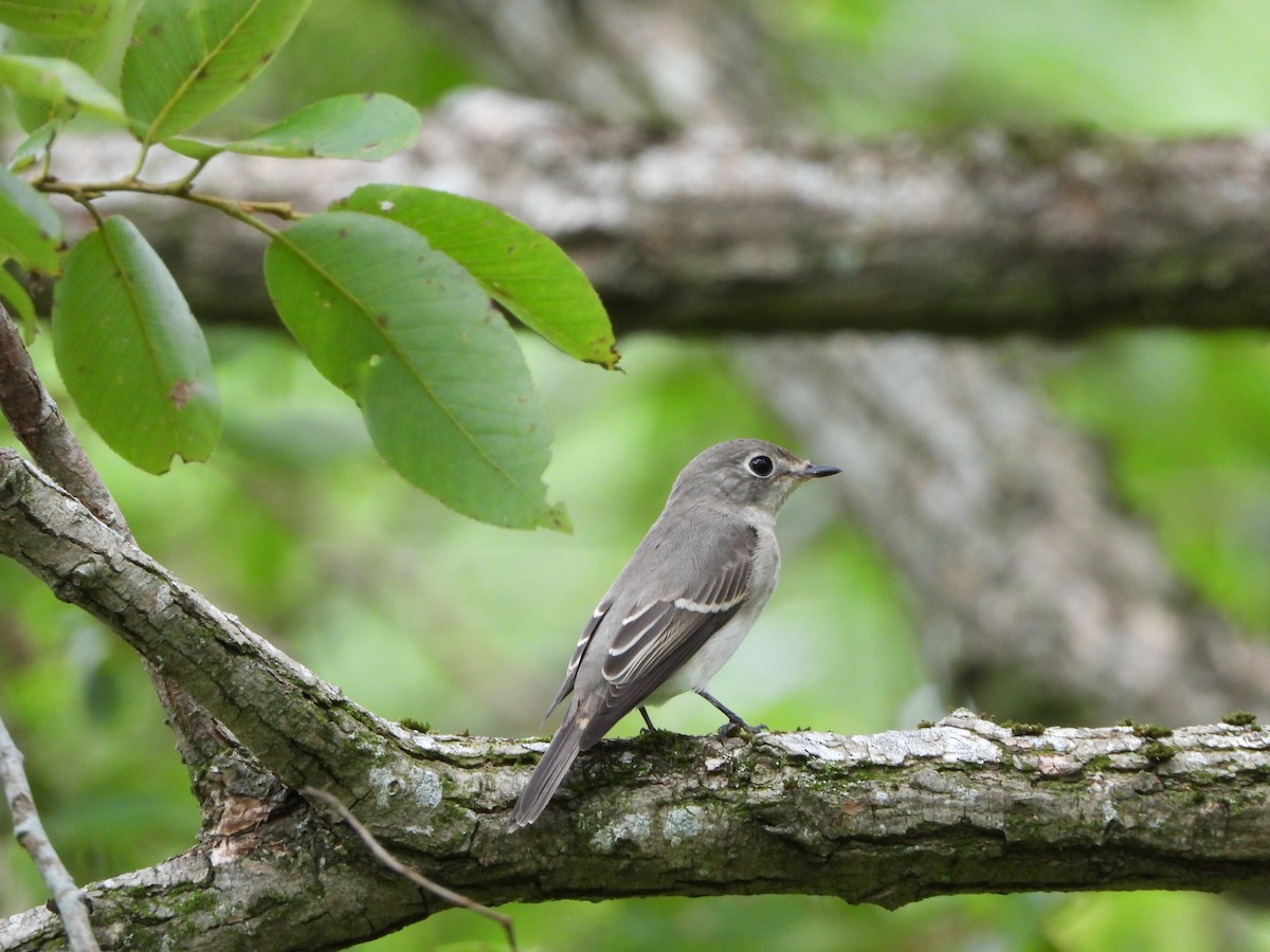 Asian Brown Flycatcher - ML642640759