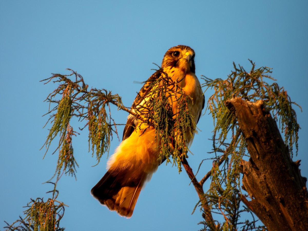 Short-tailed Hawk - ML642640762