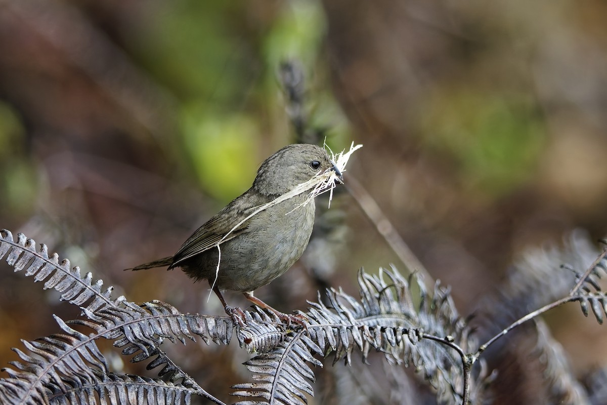 Yellow-faced Grassquit - ML642640772