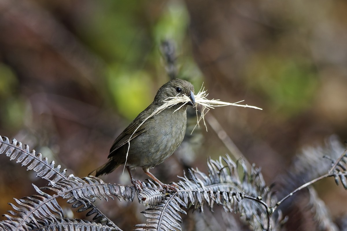 Yellow-faced Grassquit - ML642640773