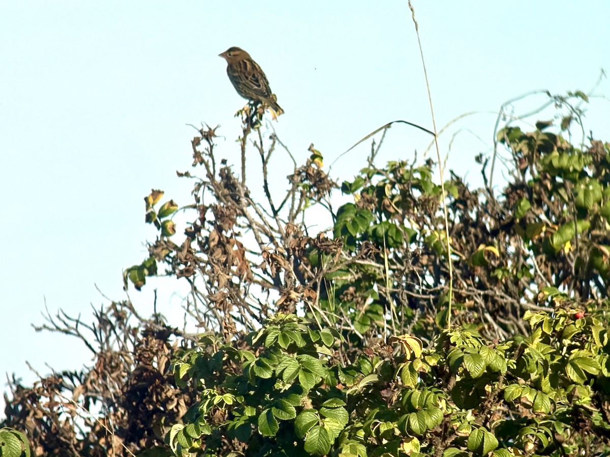 Bobolink - ML642640786