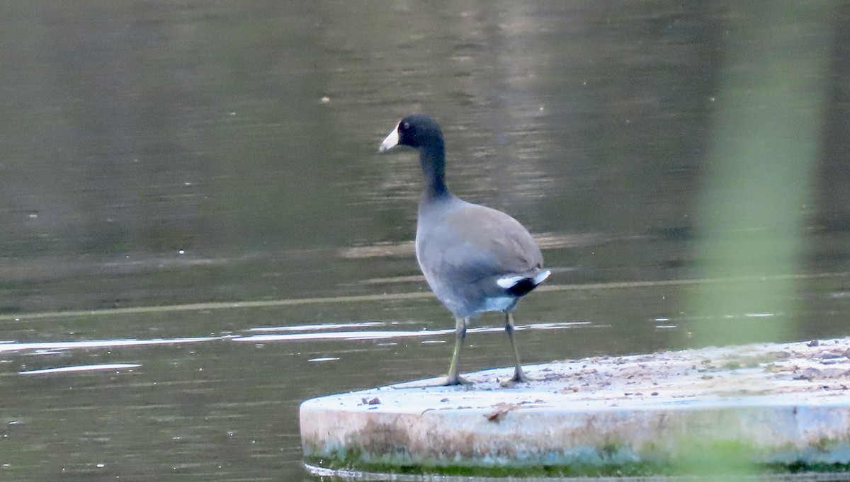 American Coot (Red-shielded) - ML642640789
