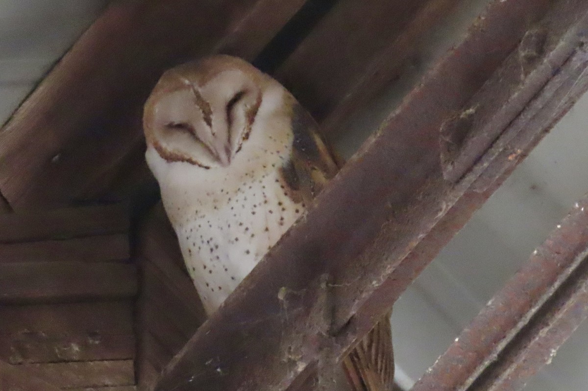 American Barn Owl - ML642640794