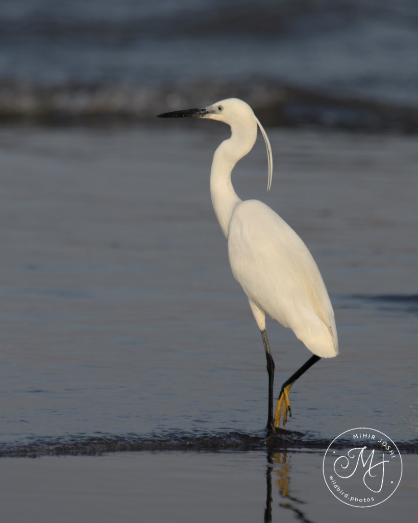 volavka stříbřitá - ML642640796