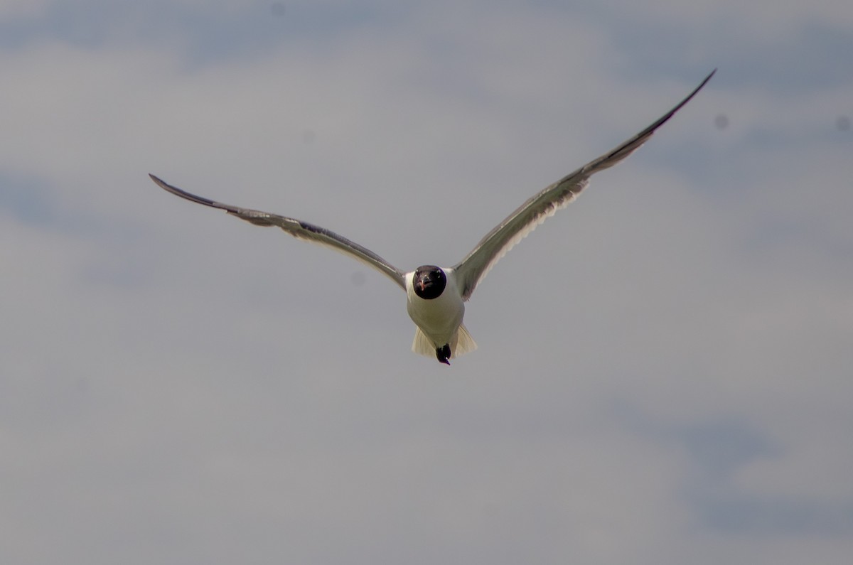 Laughing Gull - ML642640800
