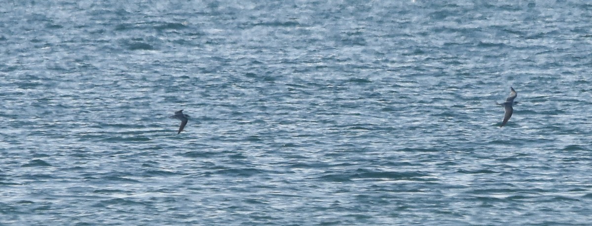 Sandwich Tern - ML642640805