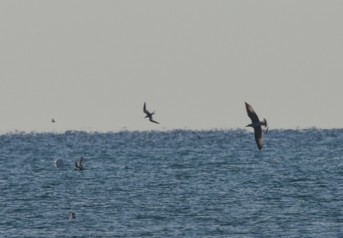 Sandwich Tern - ML642640807