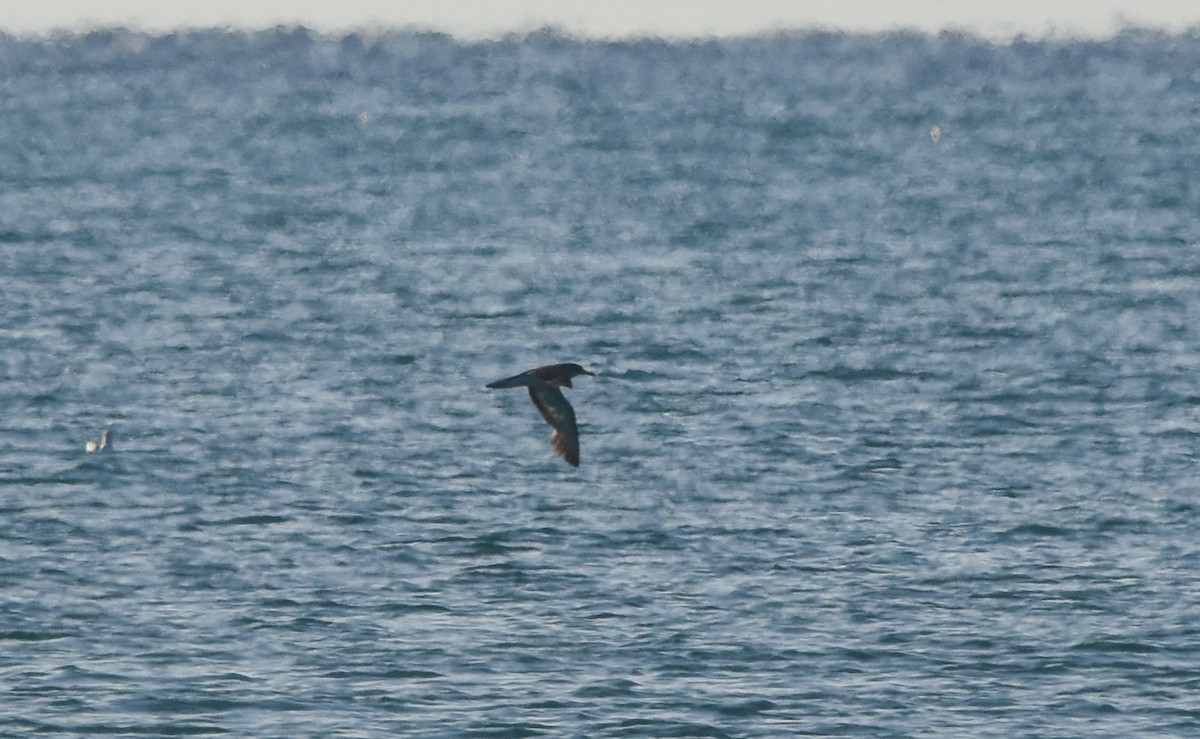 Cory's/Scopoli's Shearwater - ML642640812