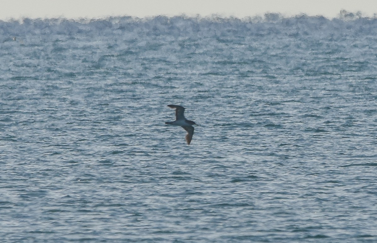Cory's/Scopoli's Shearwater - ML642640813
