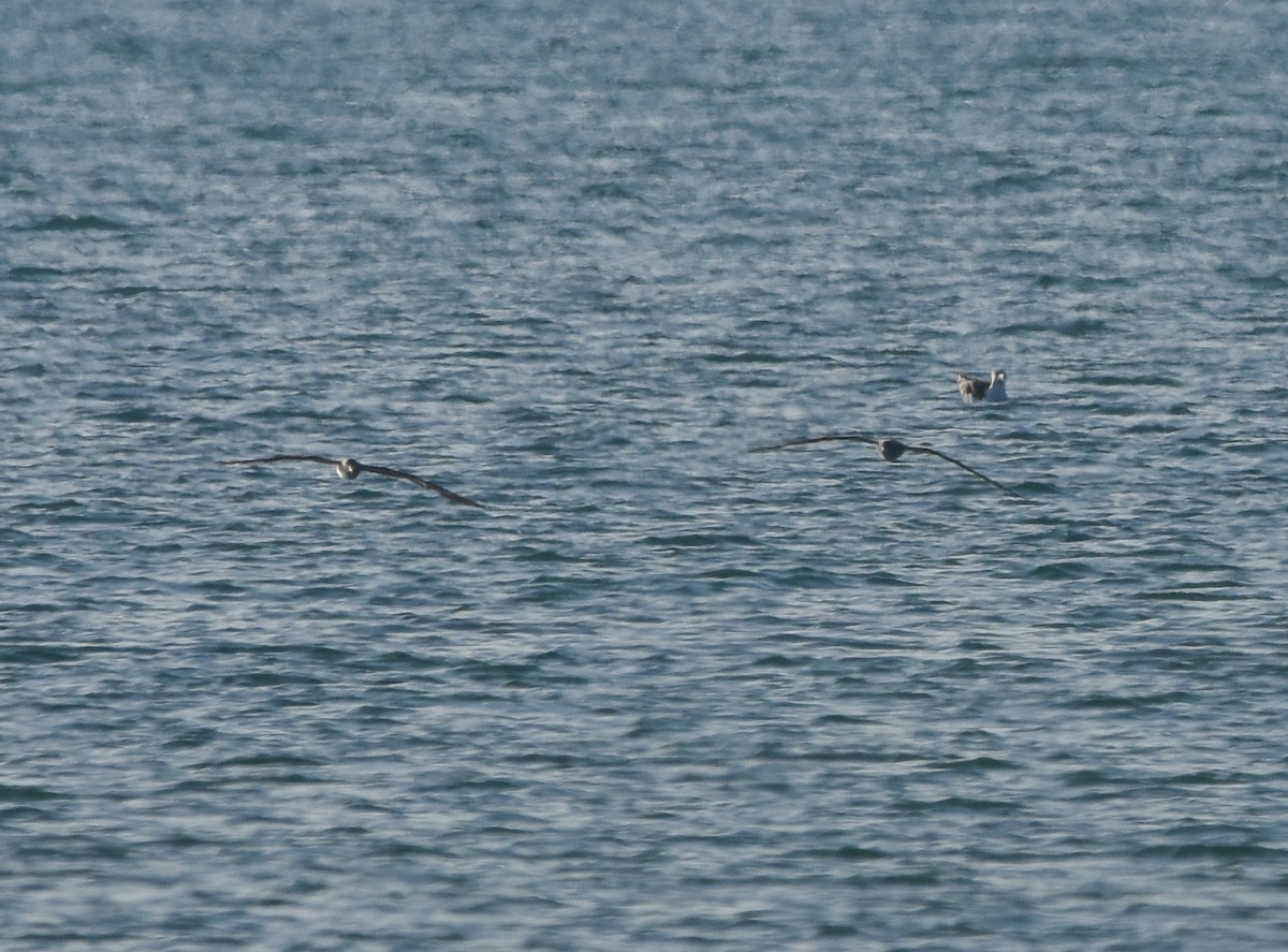 Cory's/Scopoli's Shearwater - ML642640814